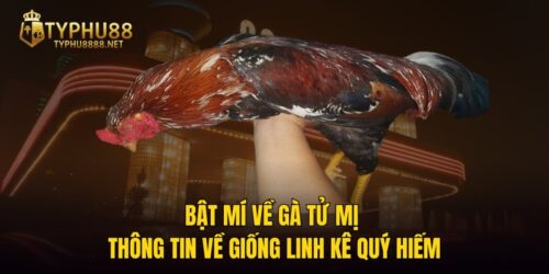 Bật Mí Về Gà Tử Mị - Thông Tin Về Giống Linh Kê Quý Hiếm