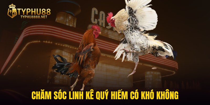 Chăm sóc linh kê quý hiếm có khó không