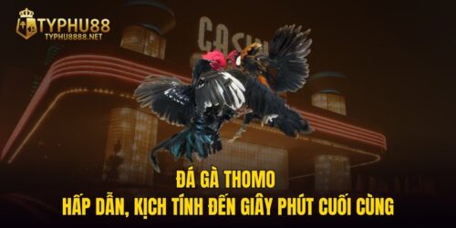 Đá Gà Thomo - Hấp Dẫn, Kịch Tính Đến Giây Phút Cuối Cùng