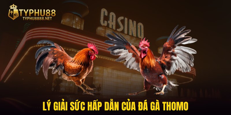 Lý giải sức hấp dẫn của đá gà Thomo