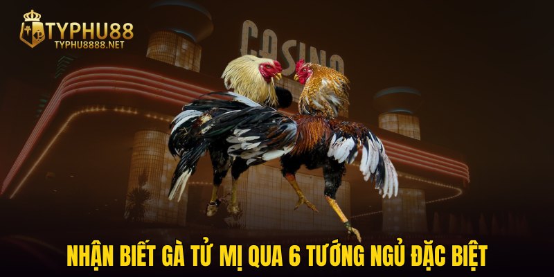 Nhận biết gà tử mị qua 6 tướng ngủ đặc biệt