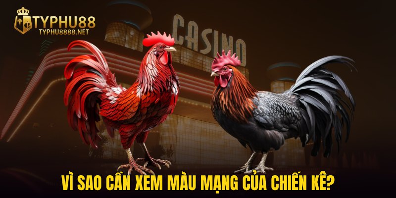 Vì sao cần xem màu mạng của chiến kê?