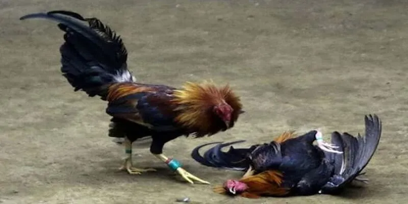 Cách tham gia cá cược đá gà Thomo trên nhà cái